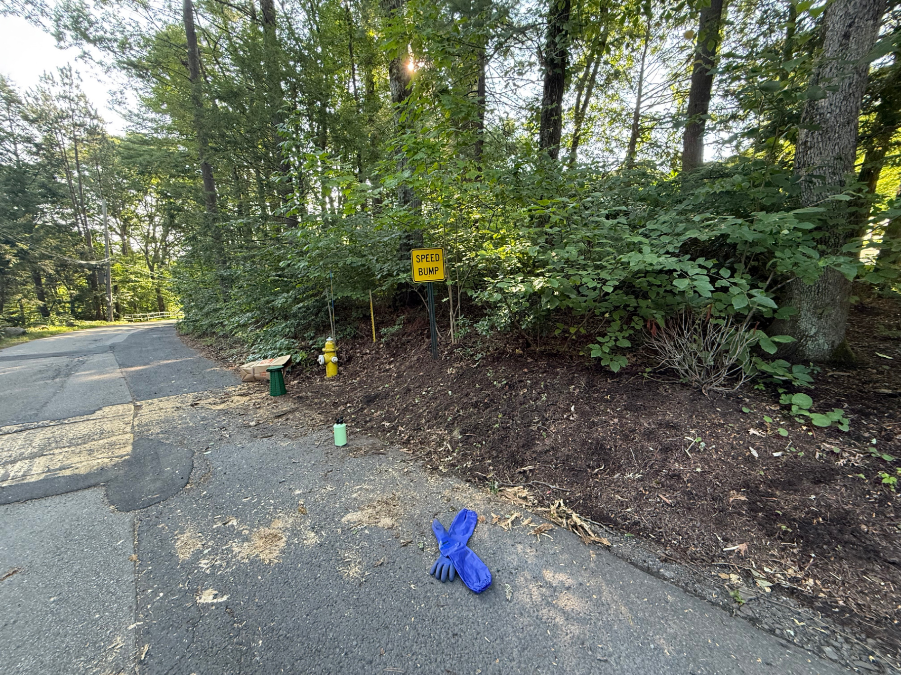 Cedar Road, Weston. Same embankment after two days of hand removal. Vegetation cleared to bare soil.