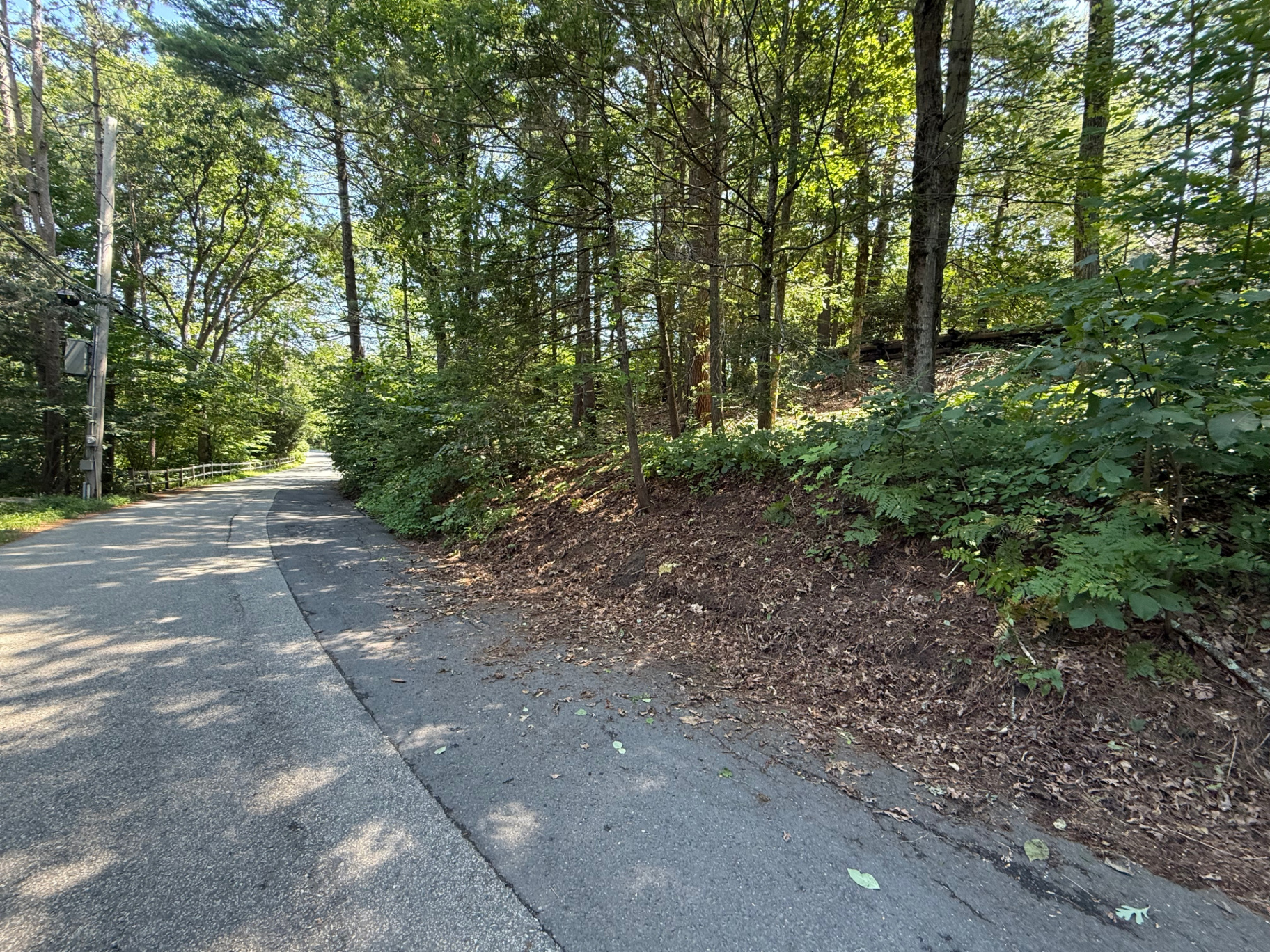 Cedar Road, Weston. Same area after full removal, bare soil to property line.