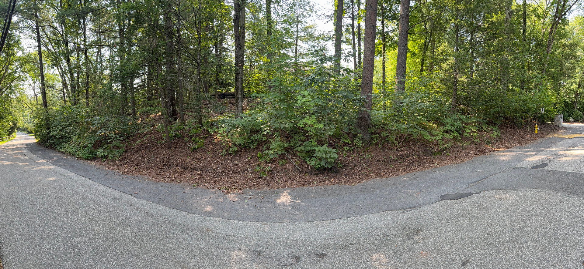 Cedar Road, Weston. Same location after 30-day follow-up walkthrough and removal of new shoots.