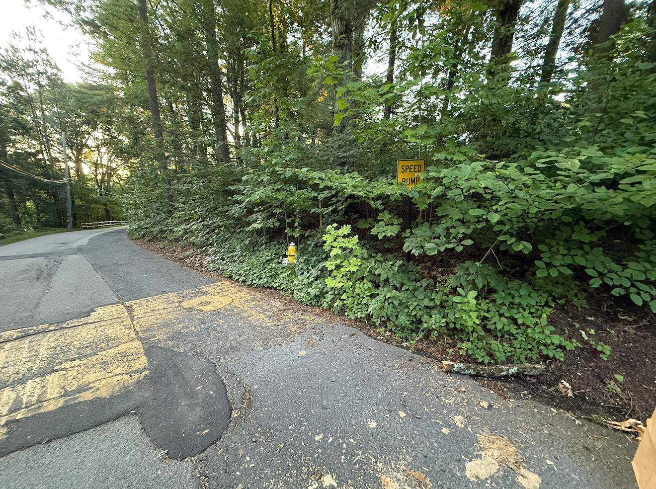 Cedar Road, Weston. Dense poison ivy and vegetation along roadside embankment before removal.