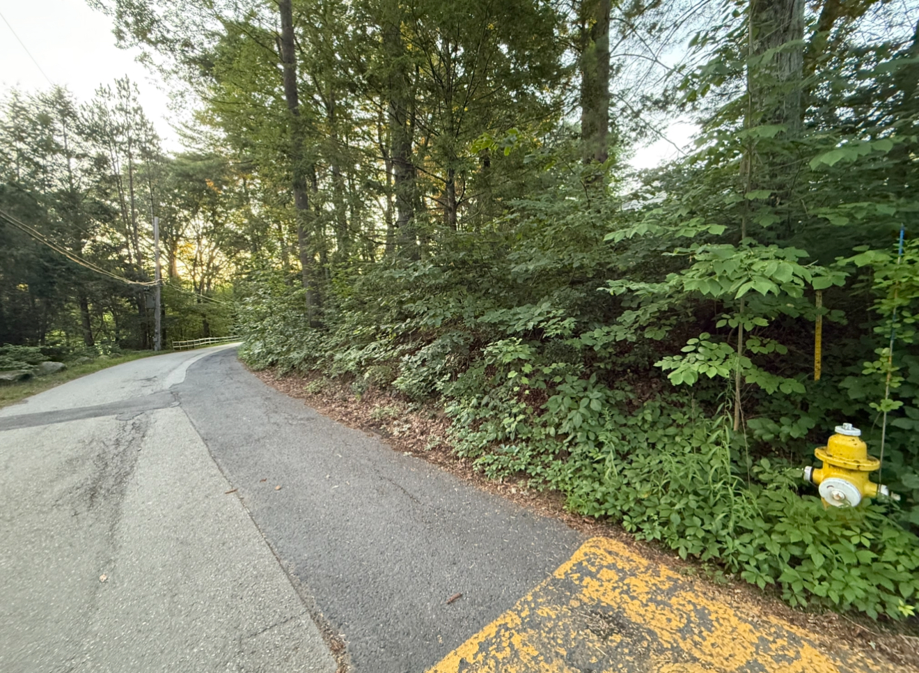 Cedar Road, Weston. Roadside vegetation including poison ivy before removal.