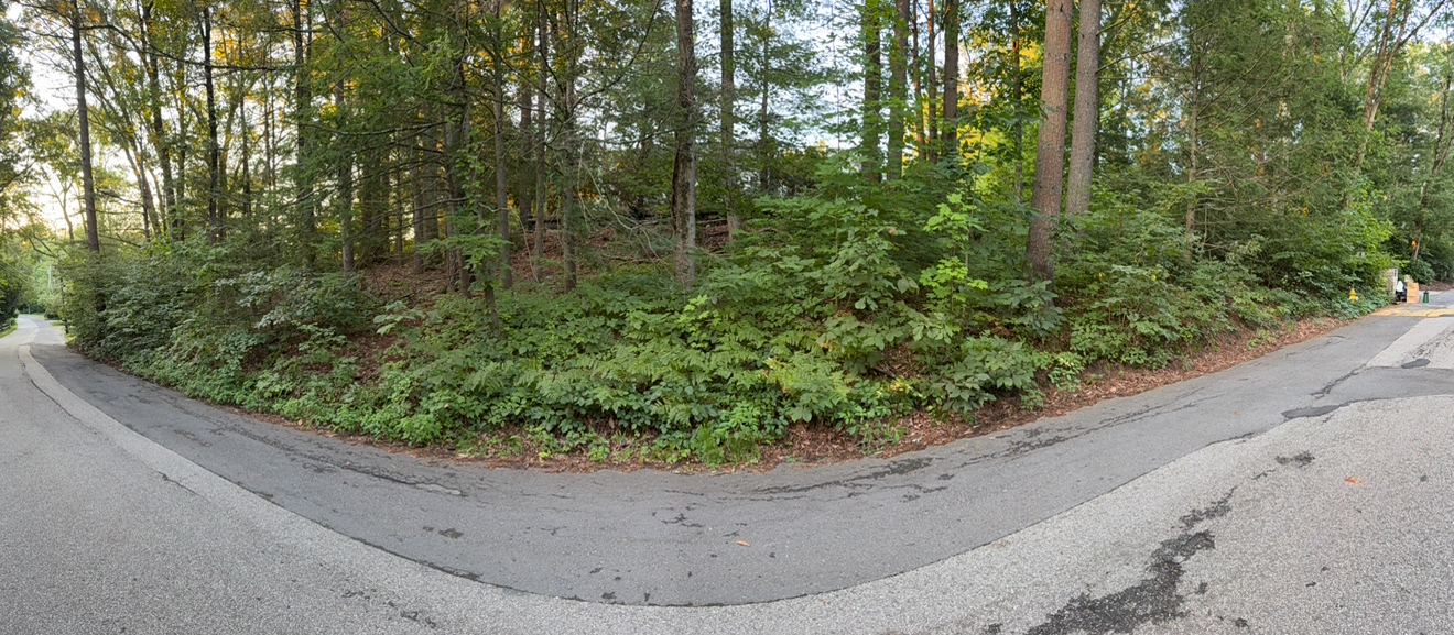 Cedar Road, Weston. Fourth project location, dense vegetation before treatment.