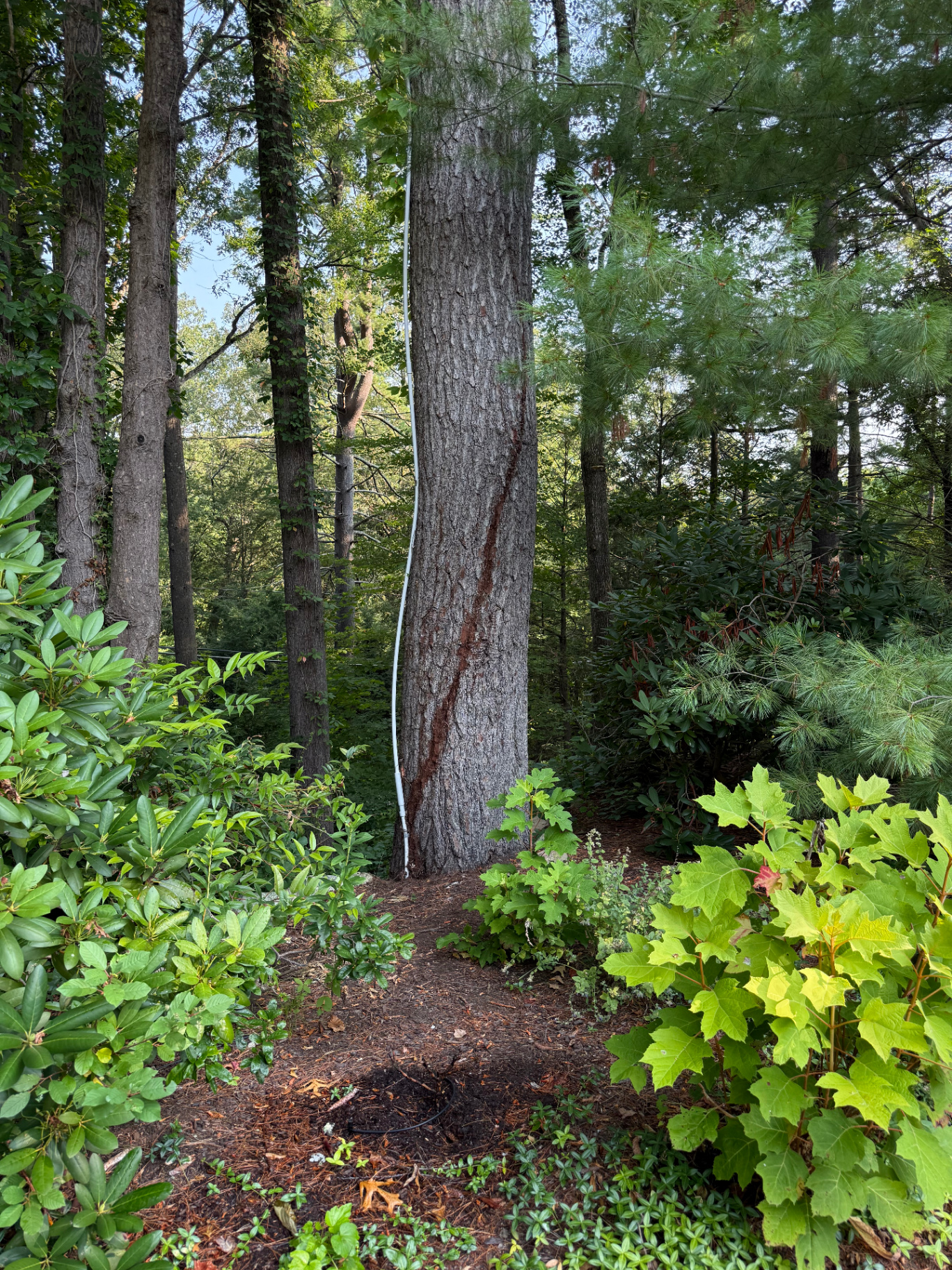 Same tree after the entire vine and root system was pulled by hand.